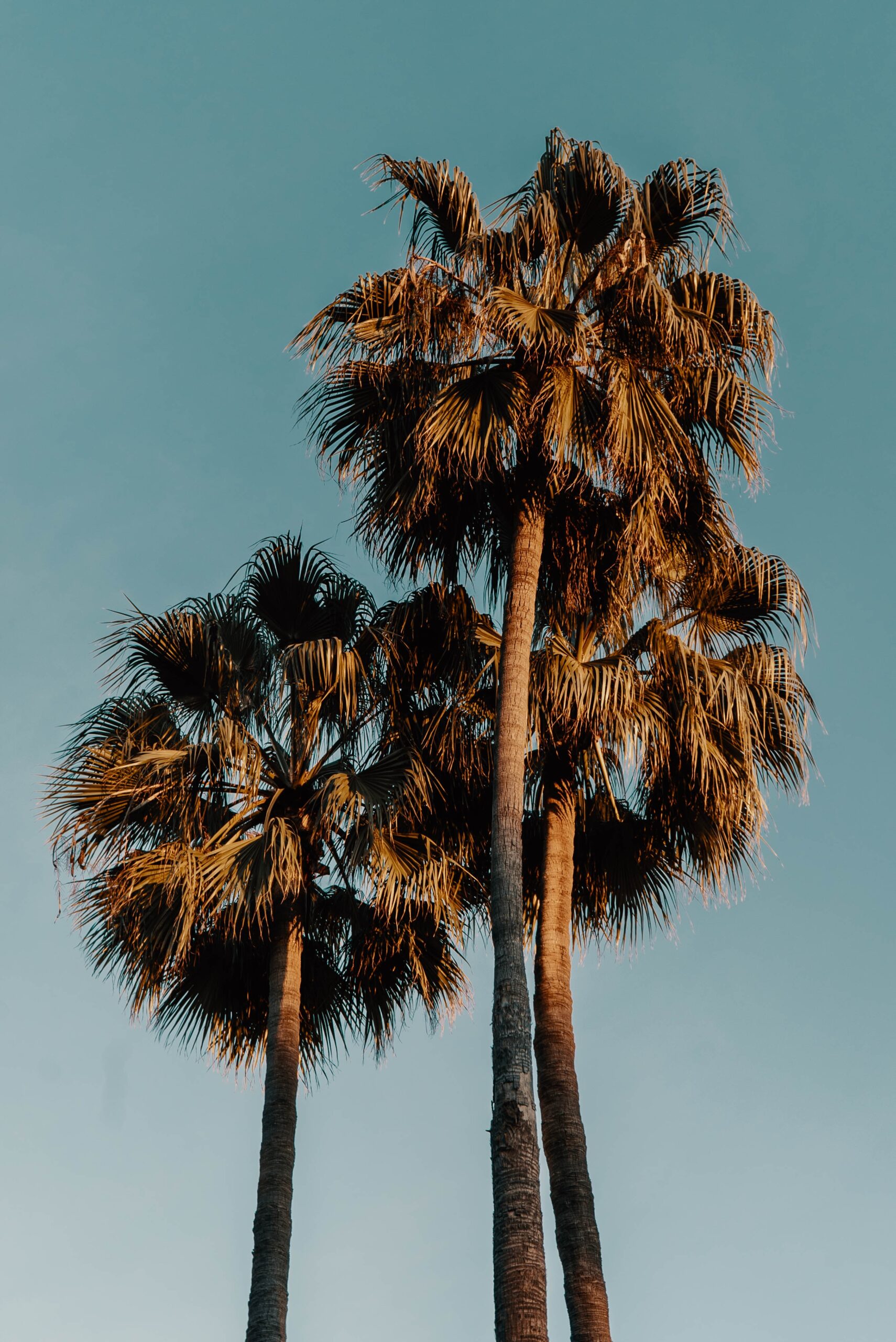 three palm trees