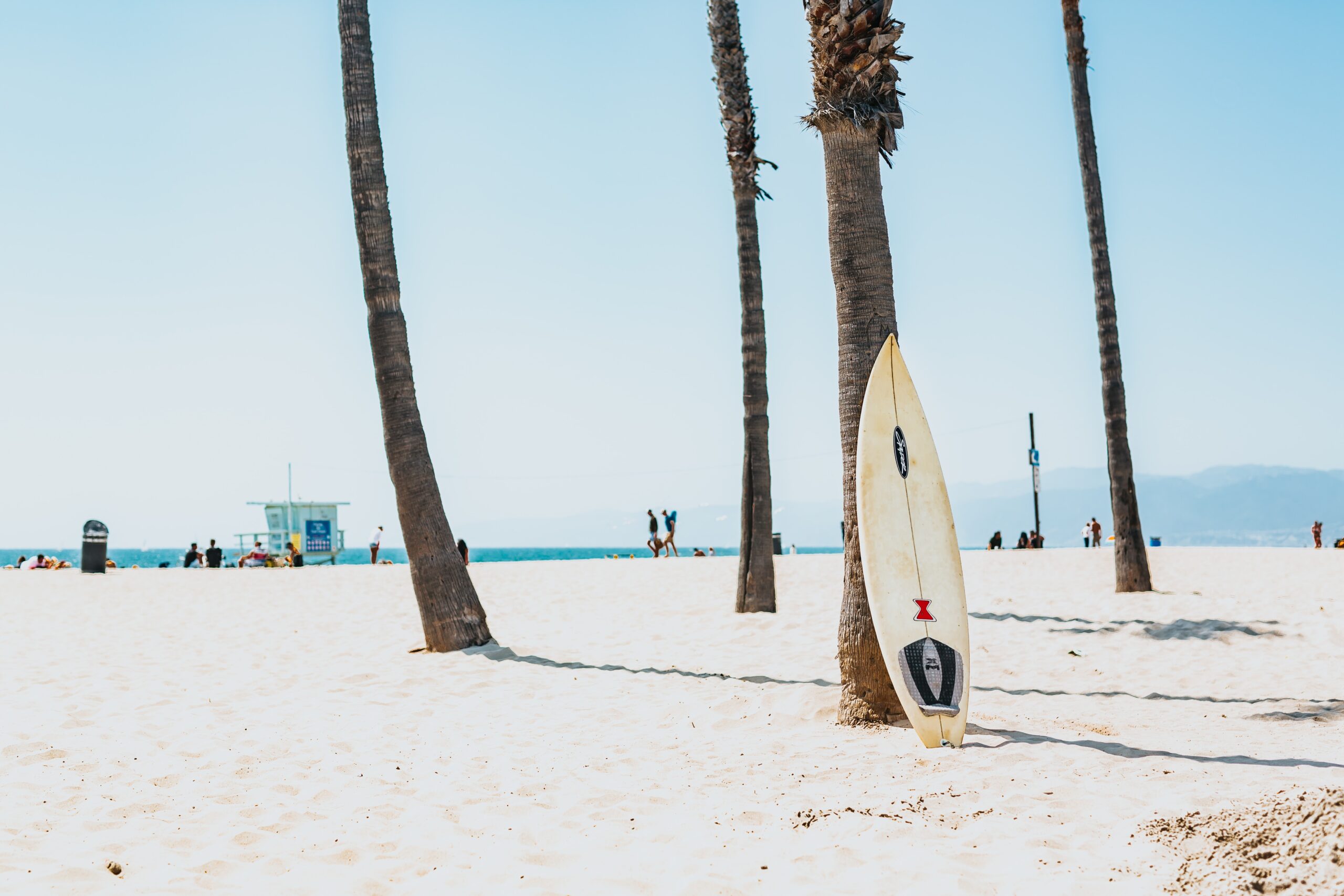 surfboard leaning against palm tree
