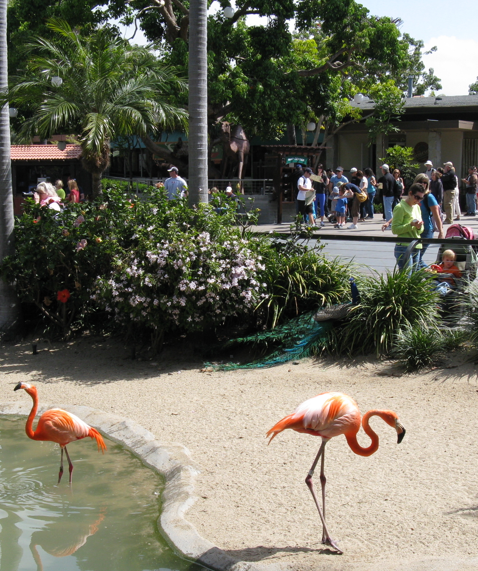 San Diego ZOO Flamingos