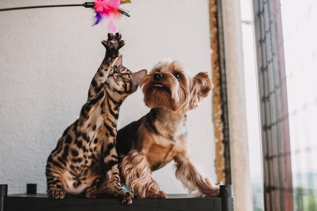 a dog and a cat playing with a toy