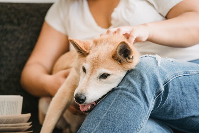 a dog lying against a person