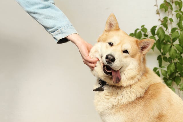 a person petting a large dog
