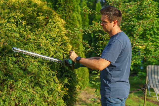 person trimming a tree